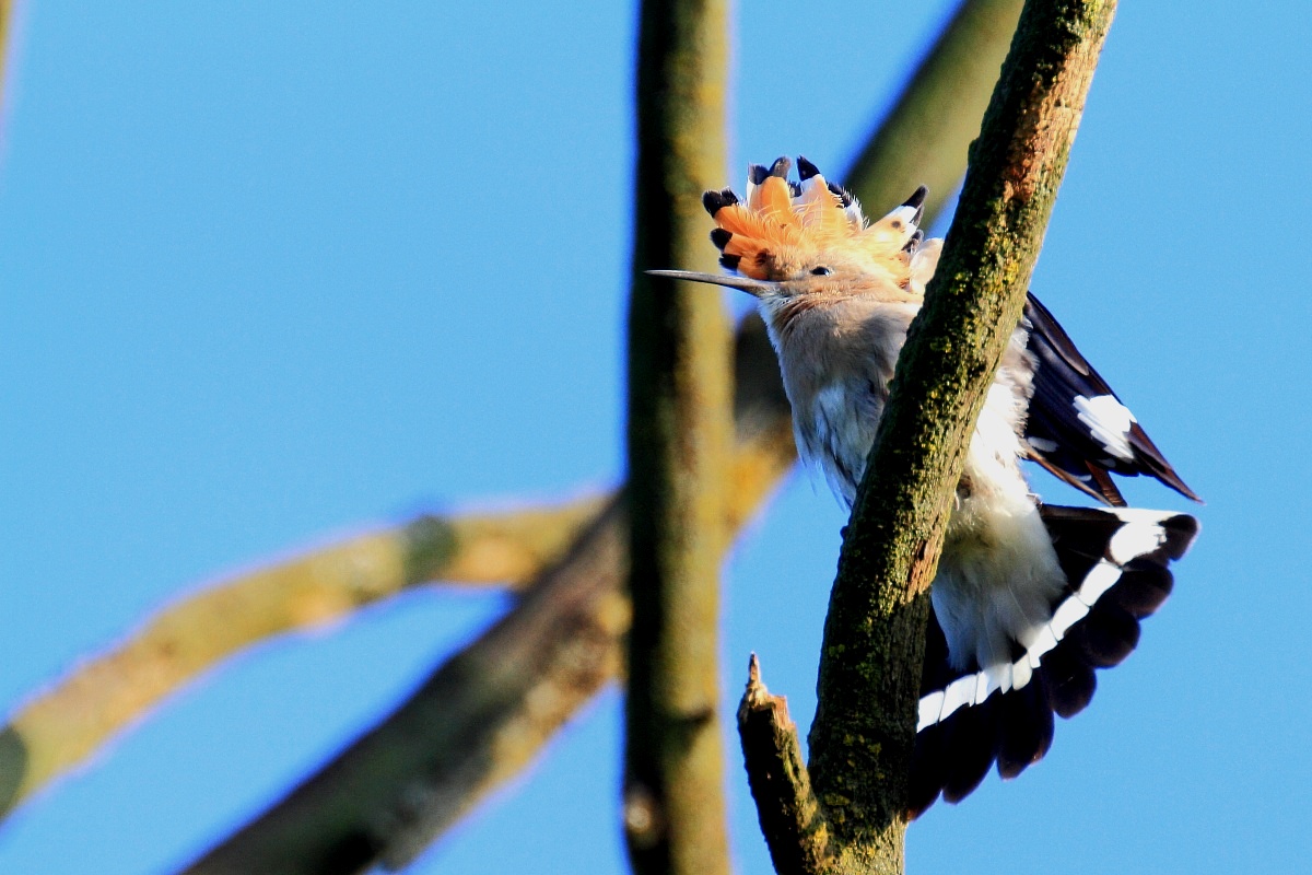 Hoopoe...