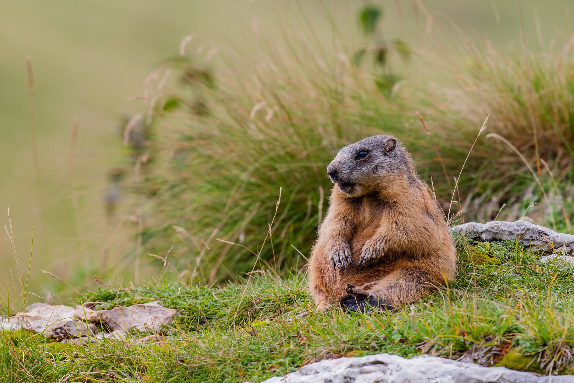 marmot in relaxation...