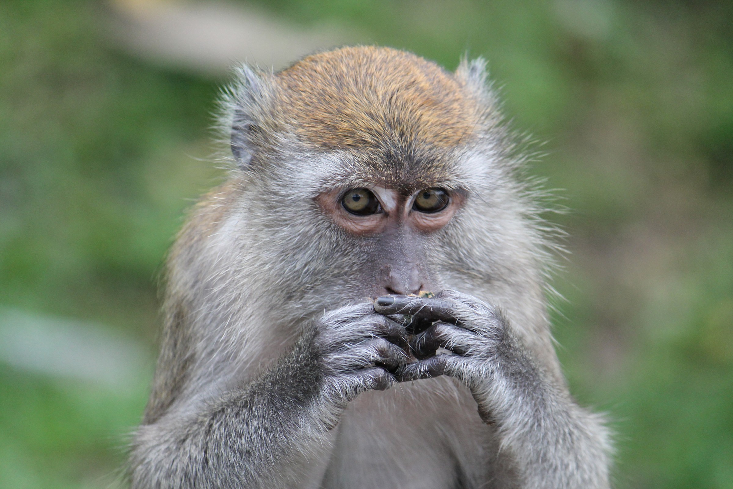 macaque thoughtful...