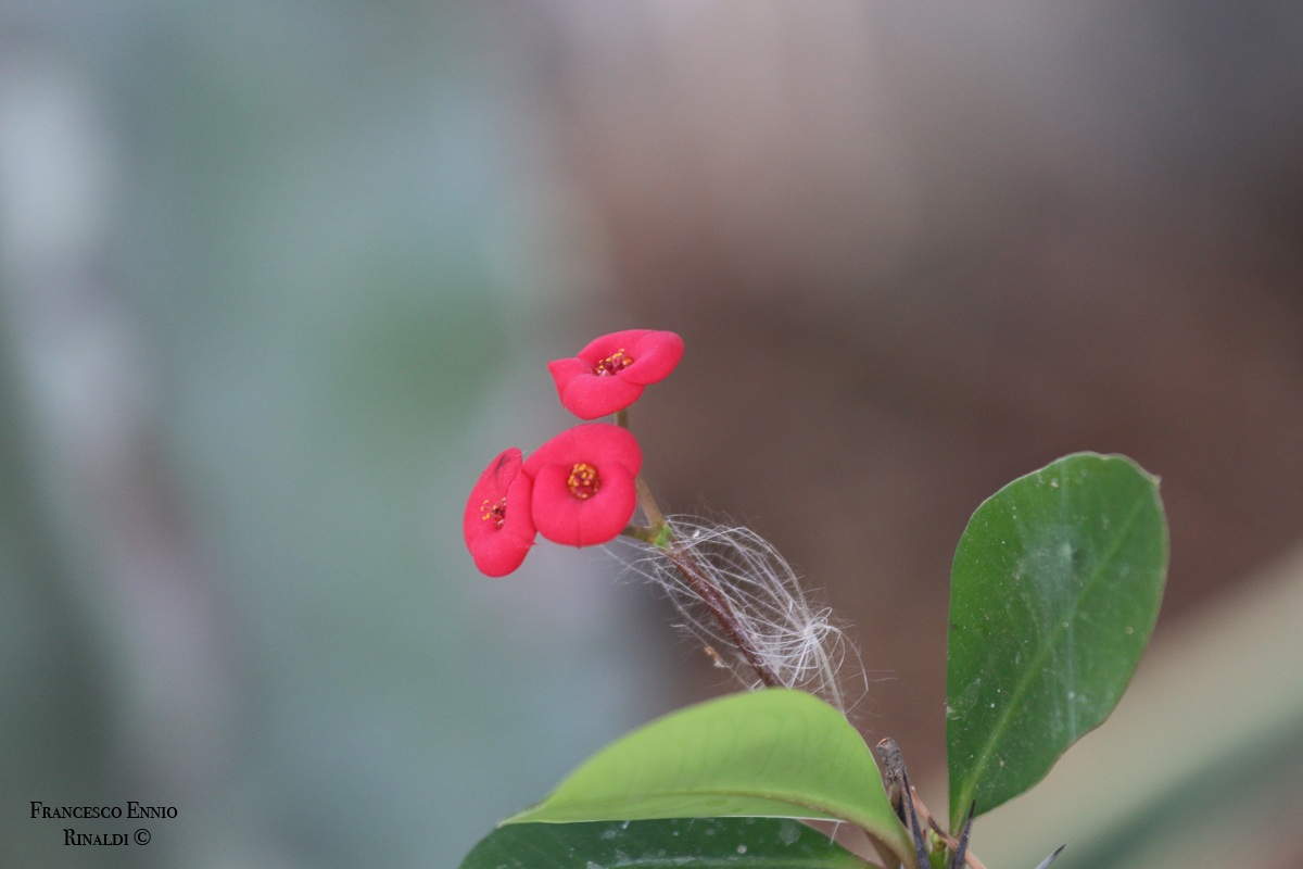 Fiore...