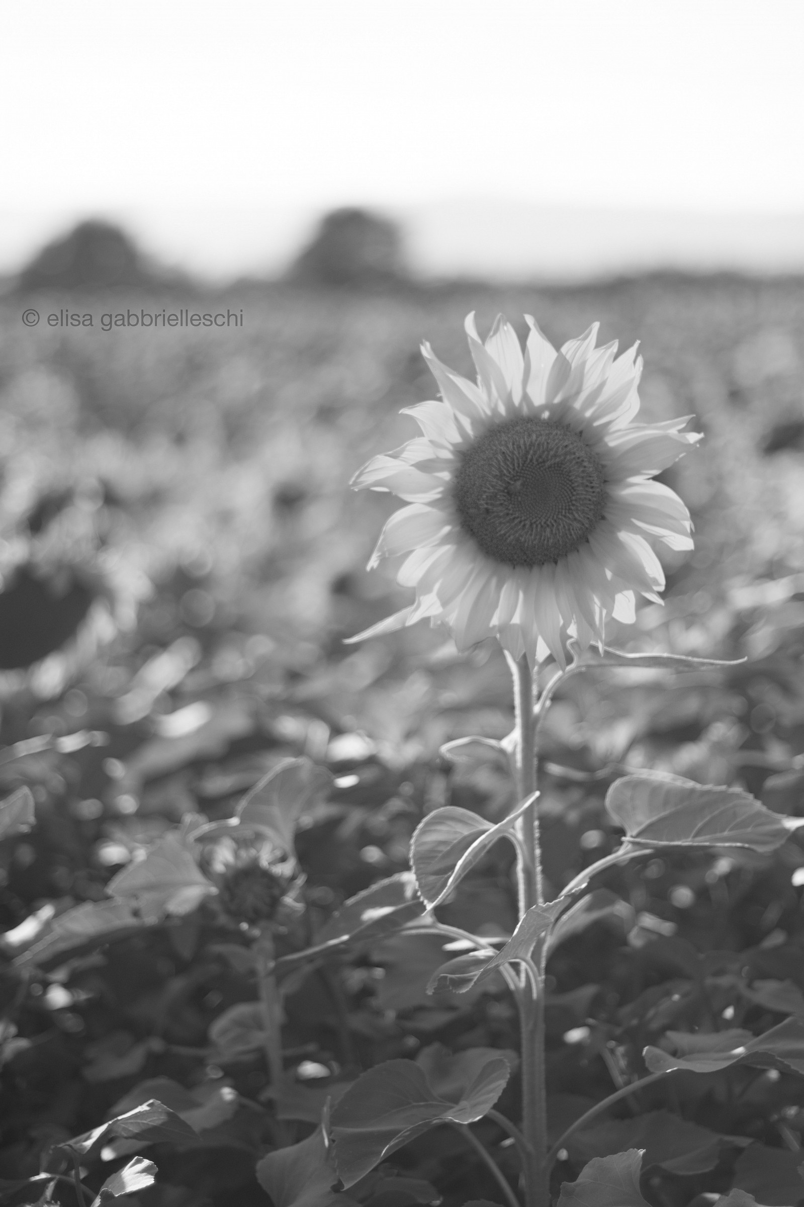Sunflower - Girasole...