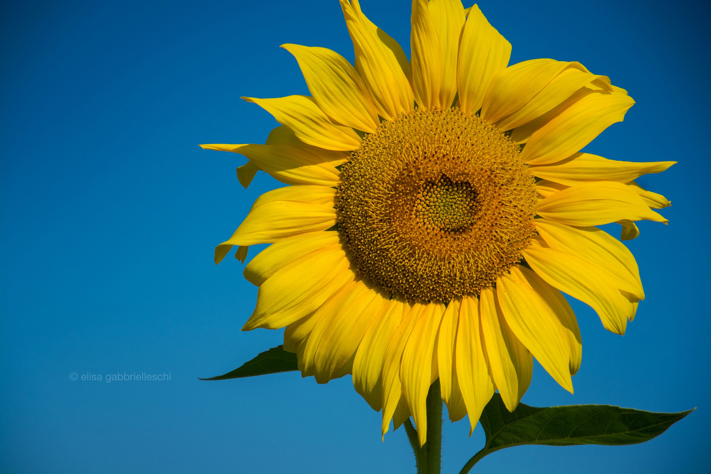 Sunflower - Sunflower...