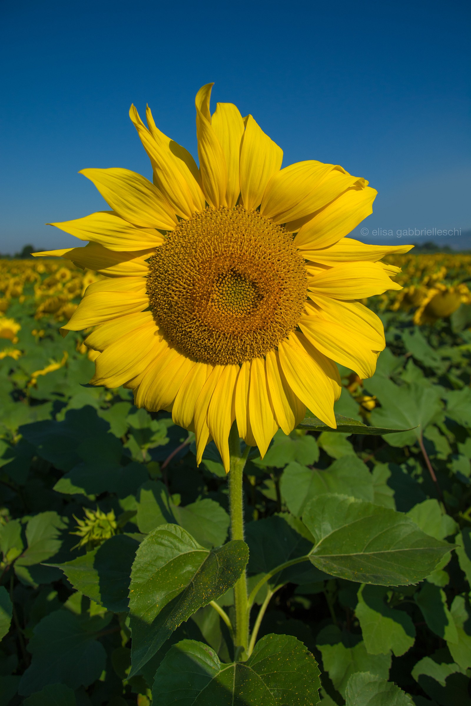 Sunflower - Girasole...