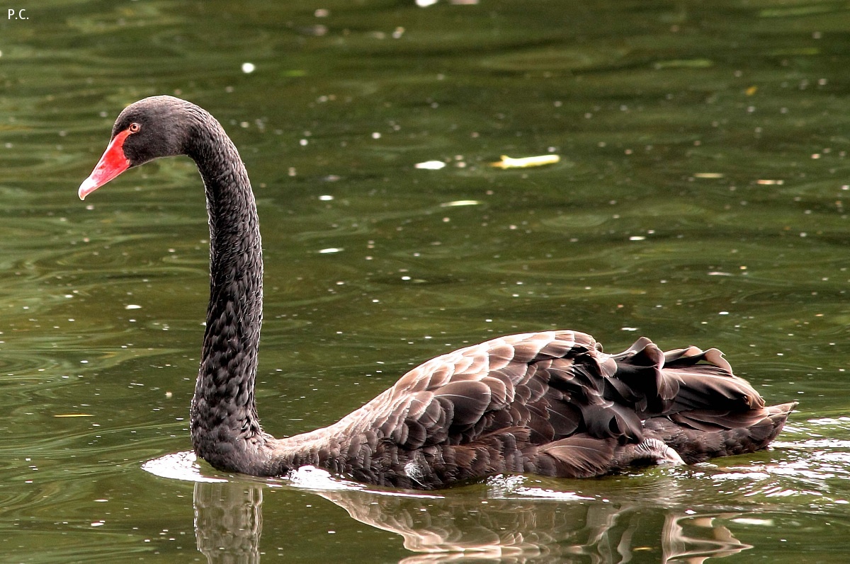 the king of the lake...