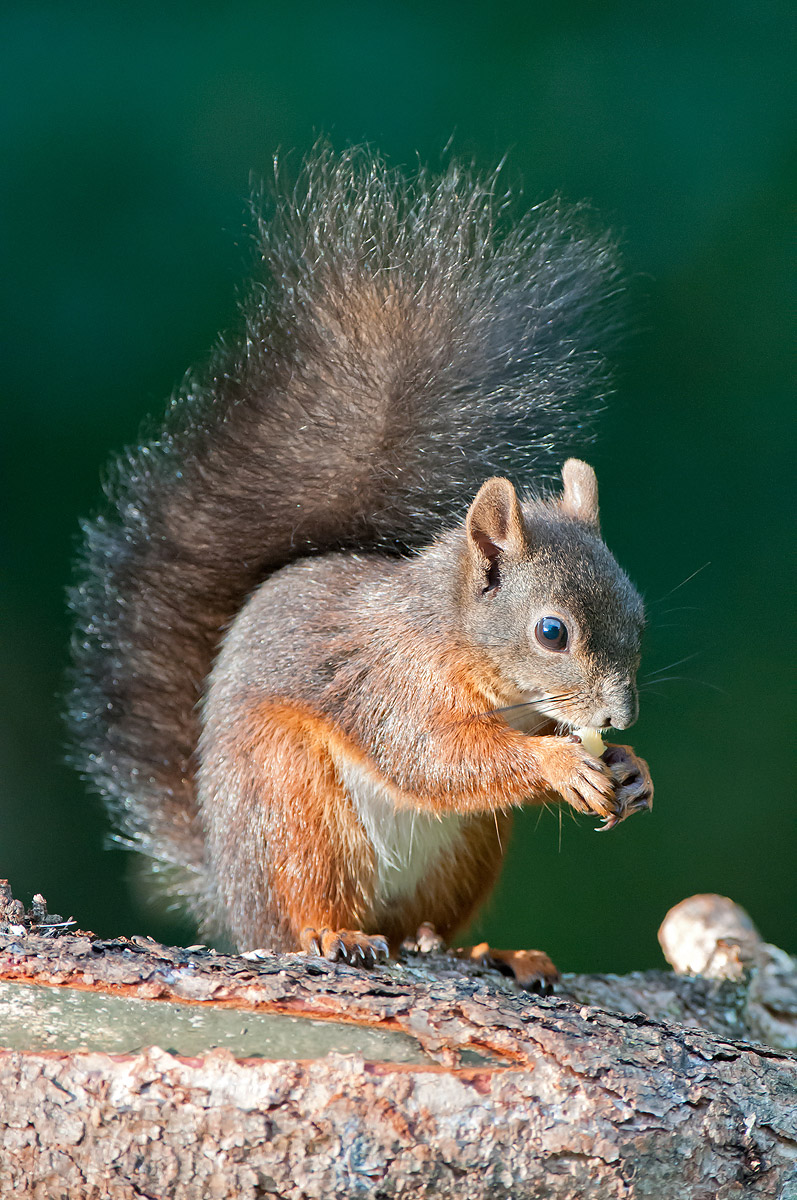 Squirrel...