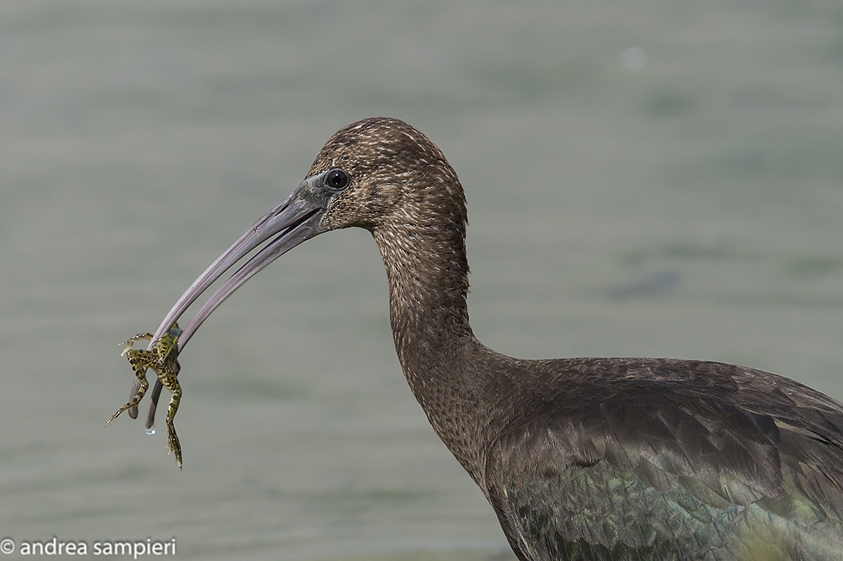 lunch on the glossy ibis...