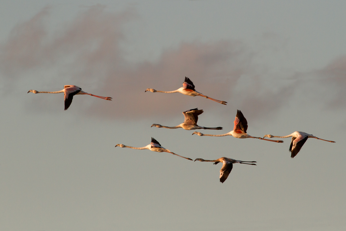 Flamingos at sunset...