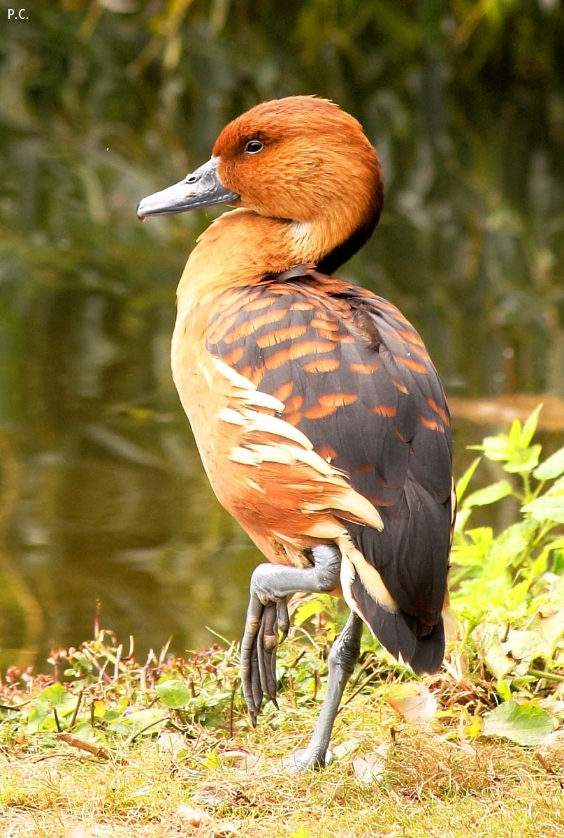 Black Bellied Whistling Duck...