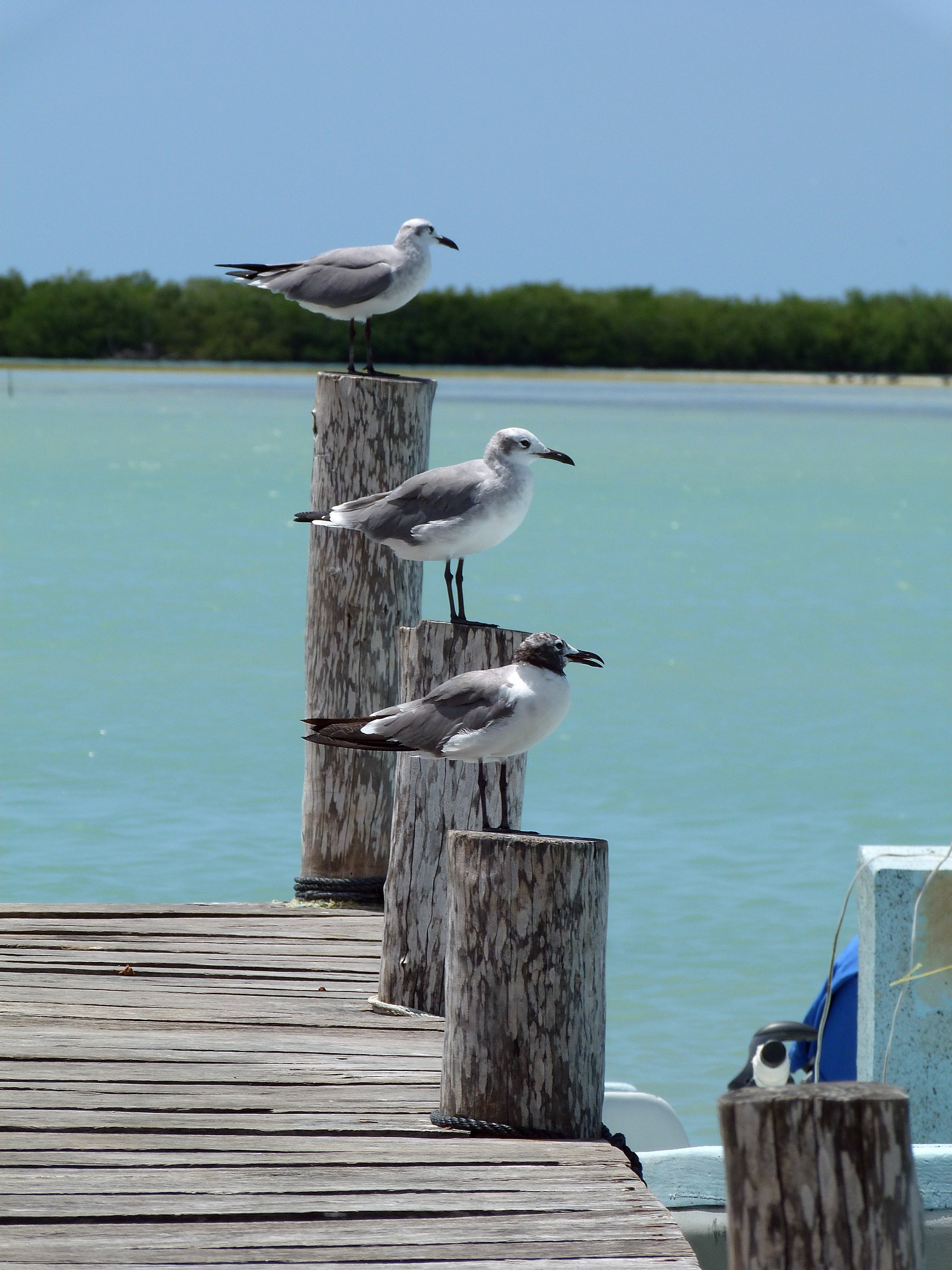 seagulls on the pier...