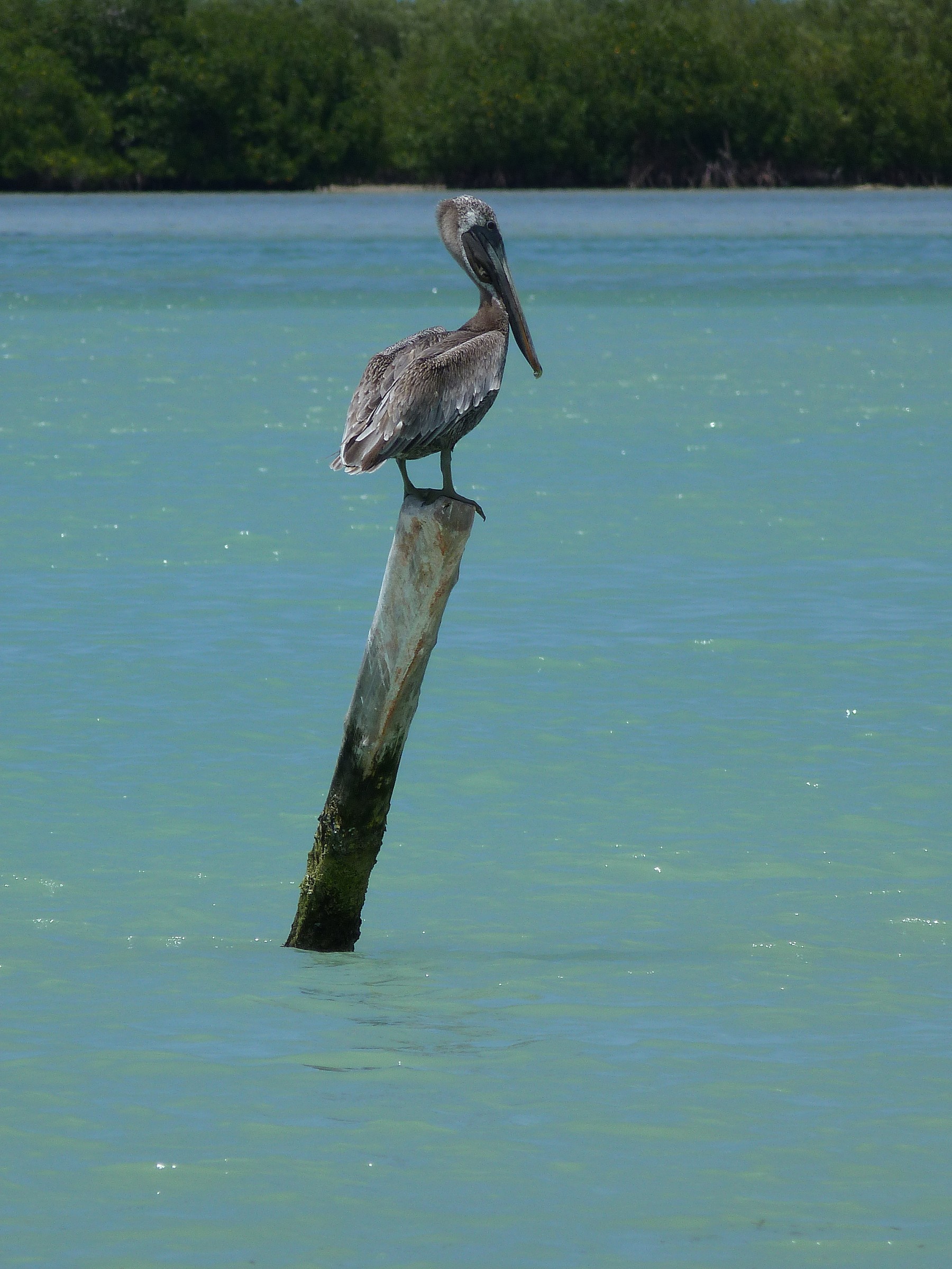 pelican...