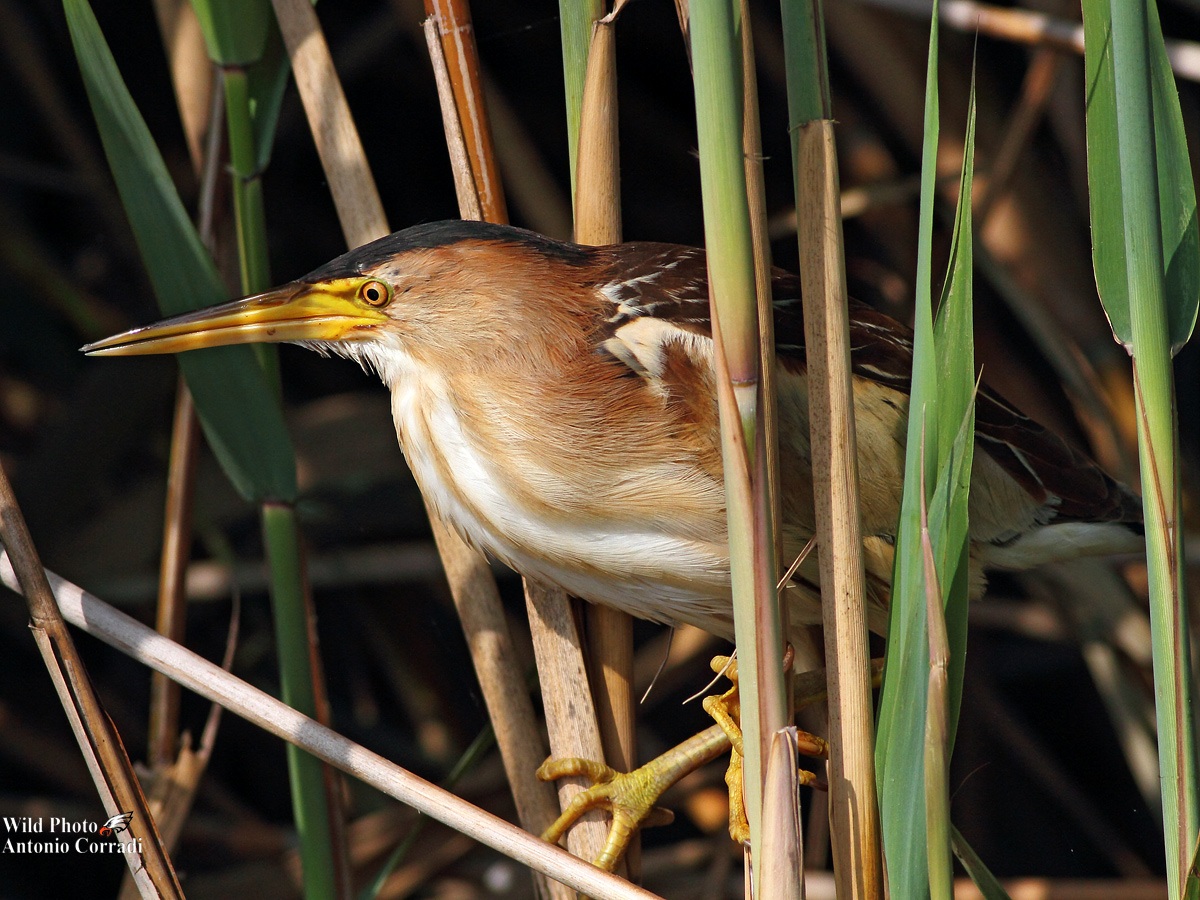 Bittern...