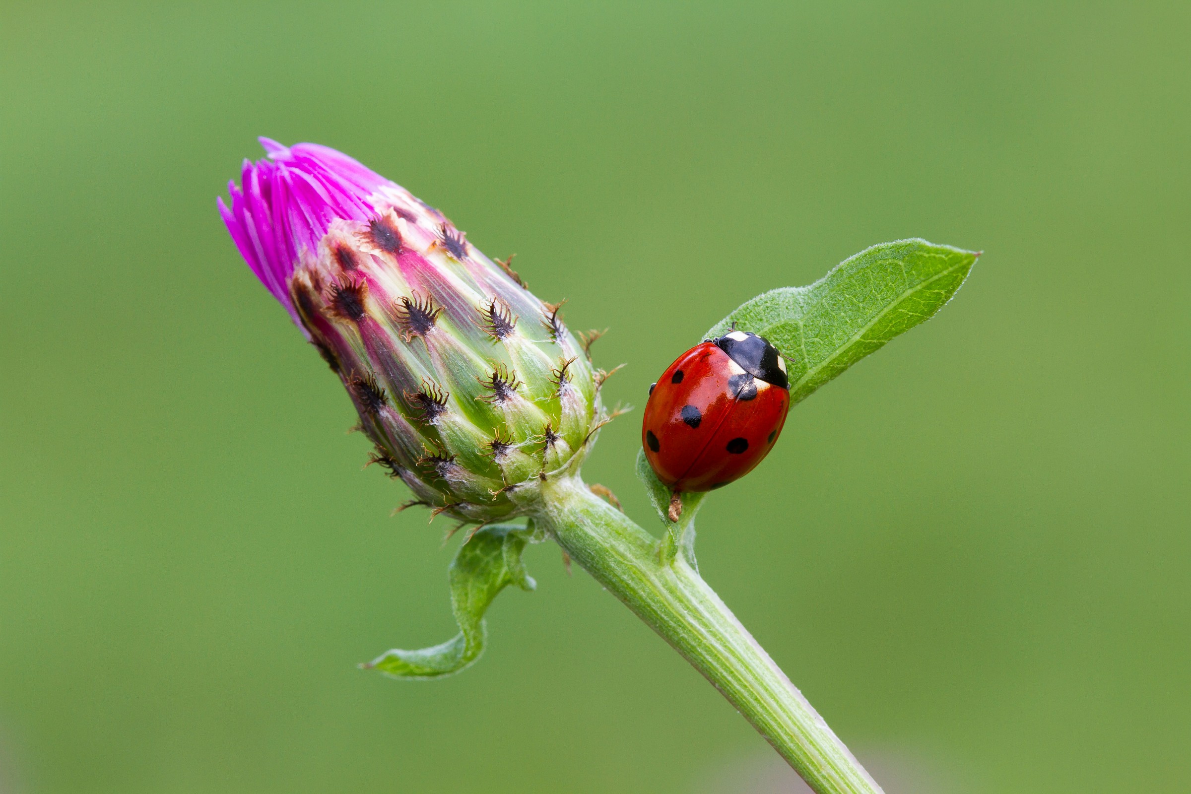 flower and ladybug his...