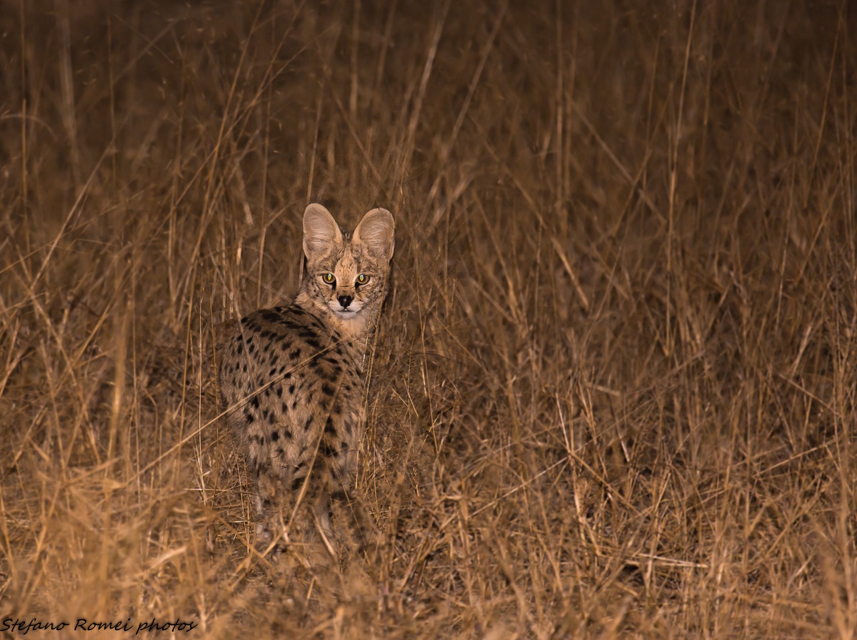 serval by night...