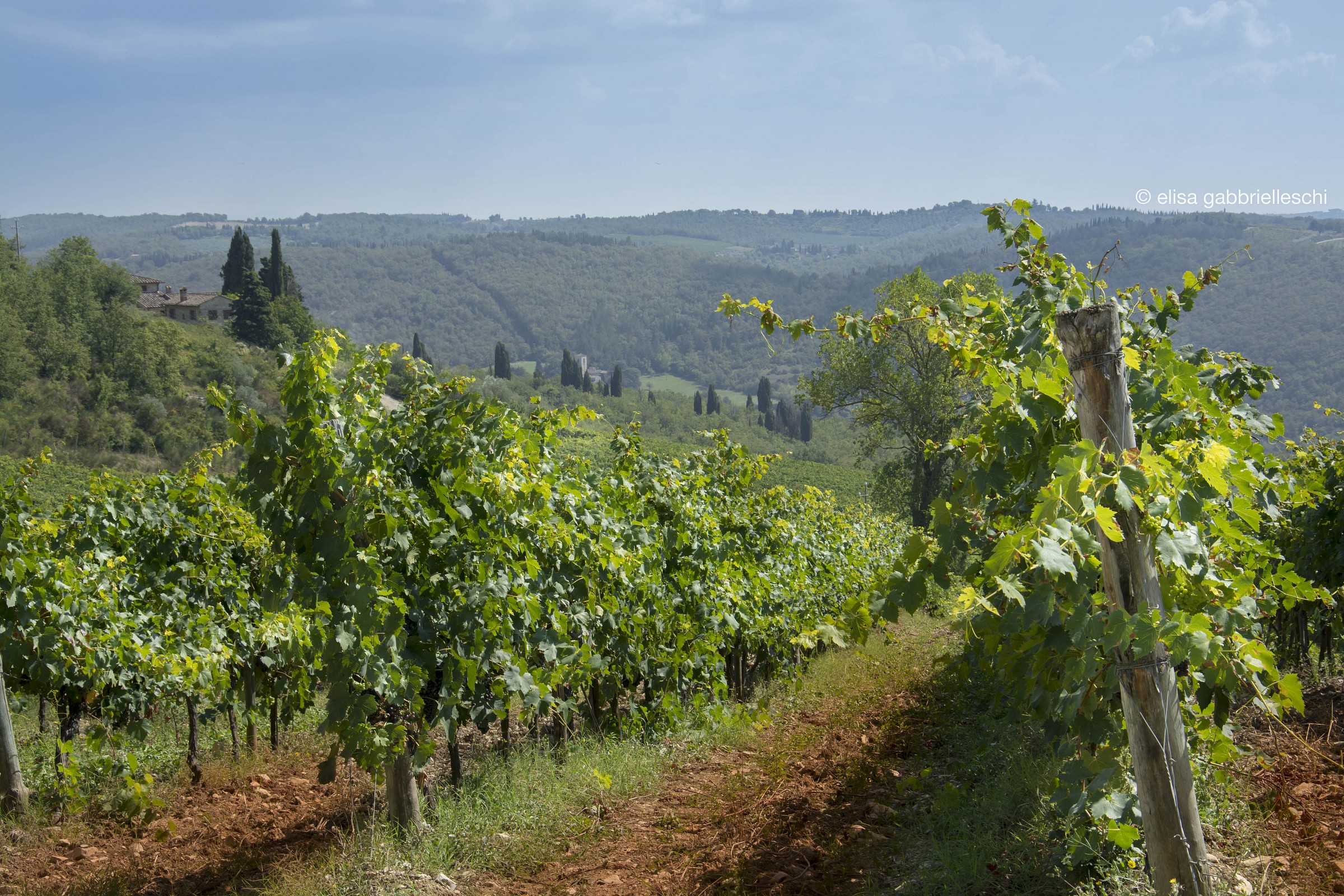 Bunch of grapes in Chianti, Tuscany...