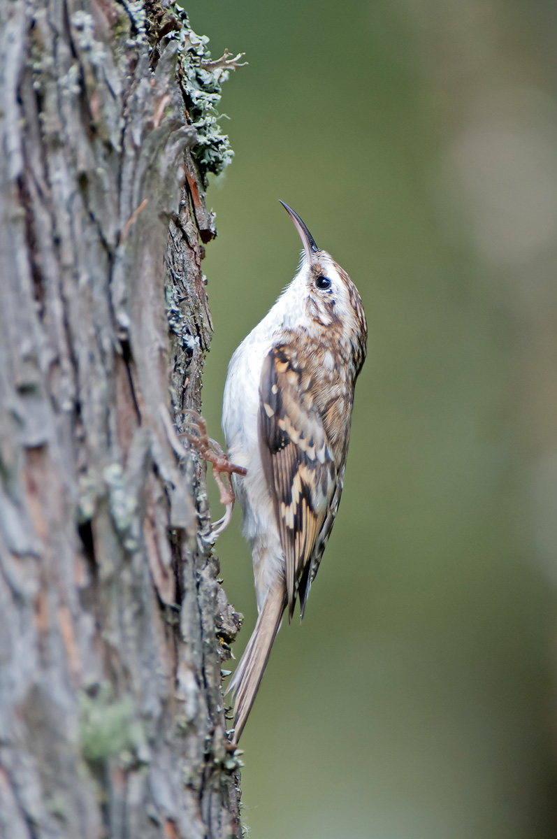 Treecreeper...