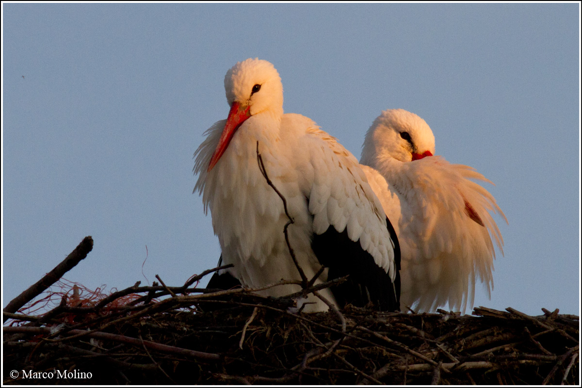 Ciconia ciconia - White Stork...