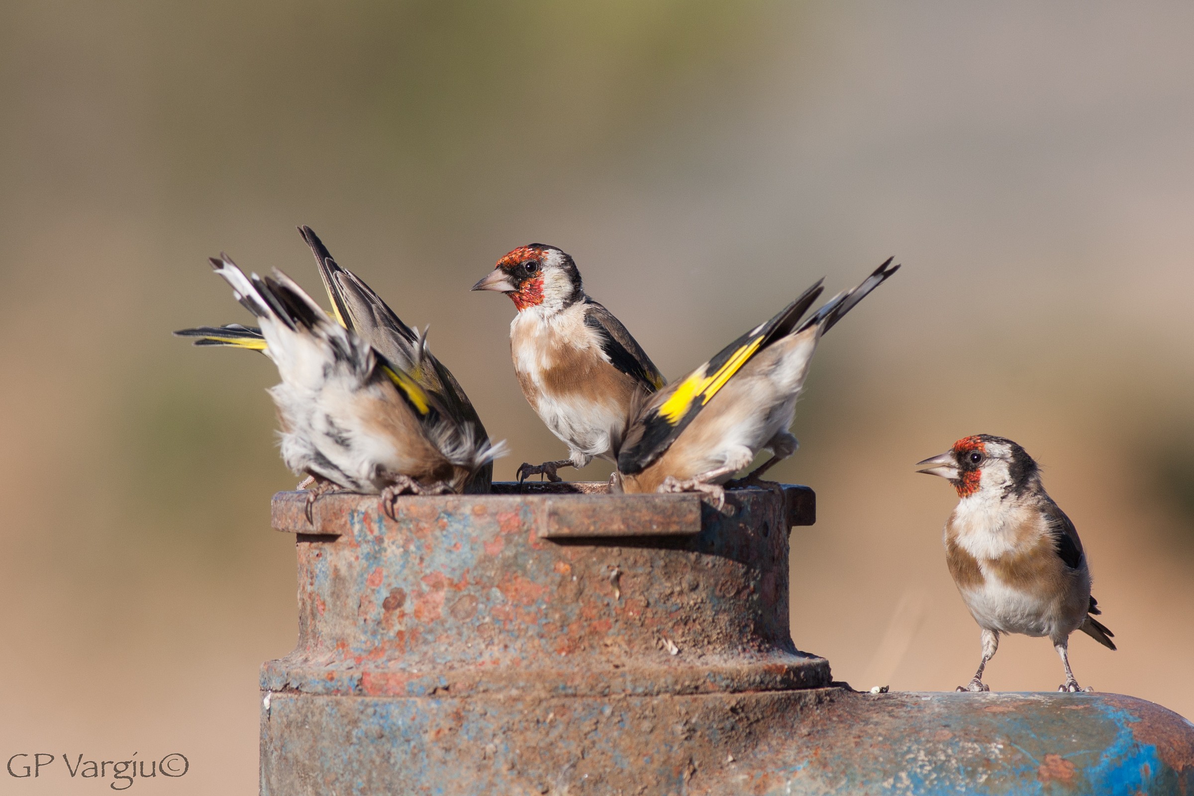 The cancan of the Goldfinch...