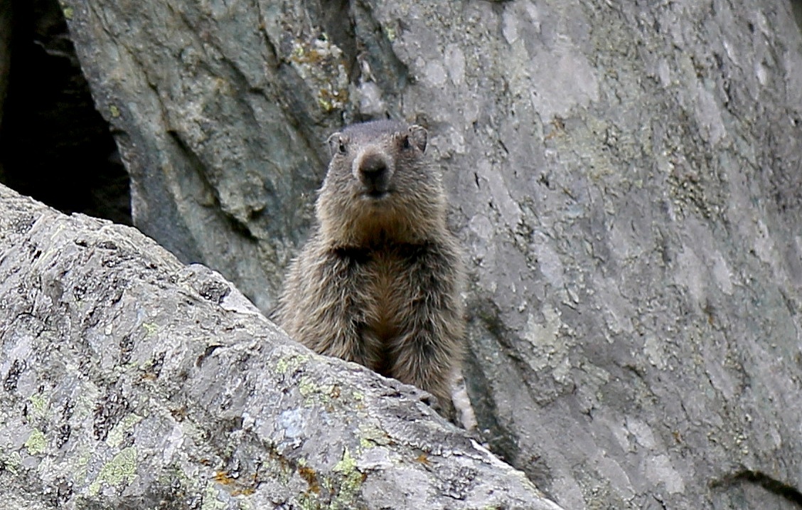 Marmot...
