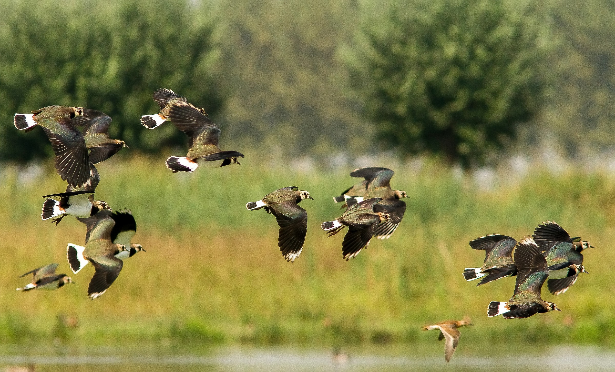 lapwings in flight with intruder...