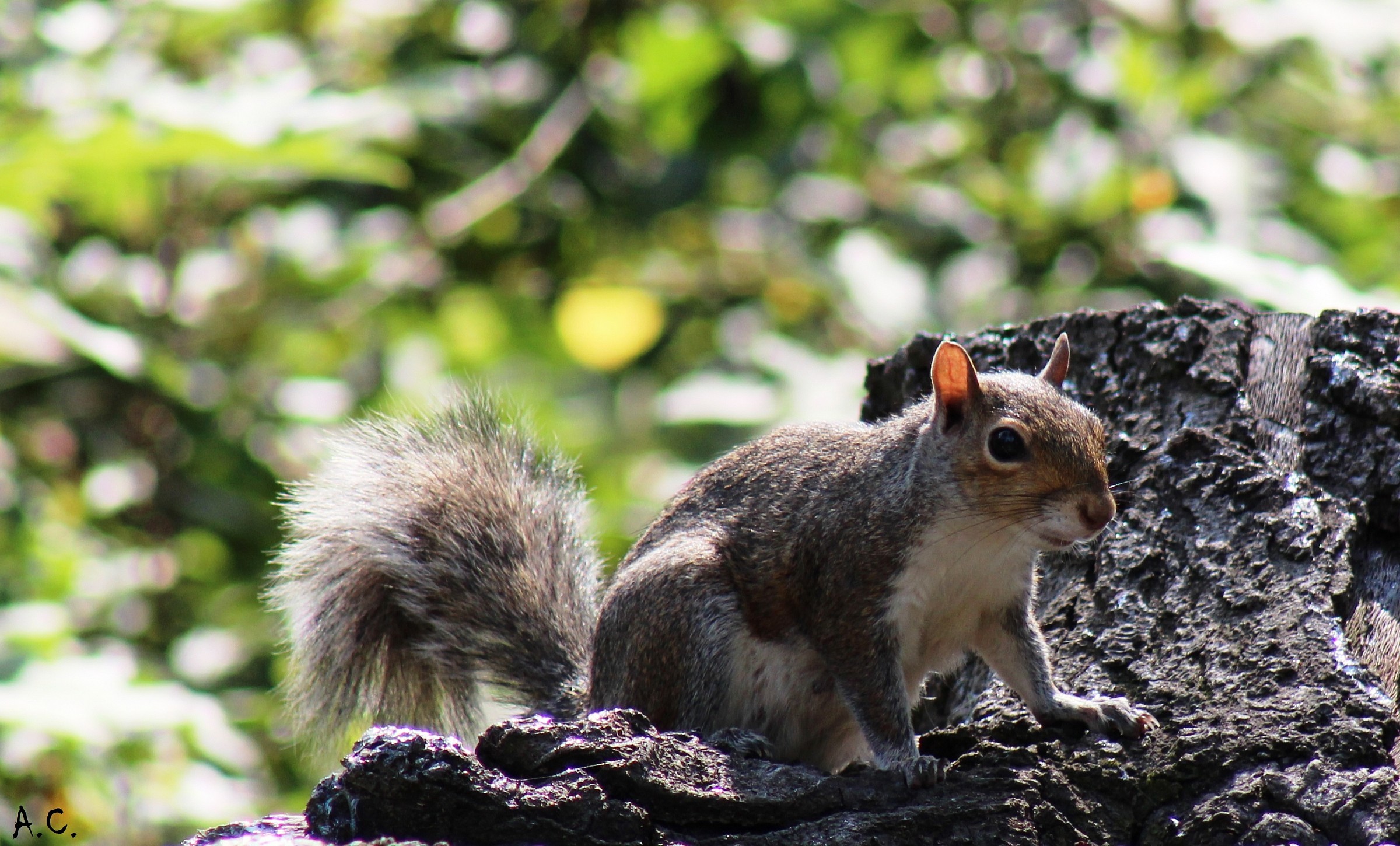 Gray Squirrel (Sciurus griseus)...