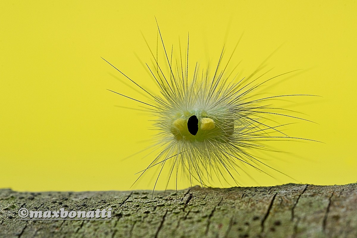 Caterpillar unidentified...