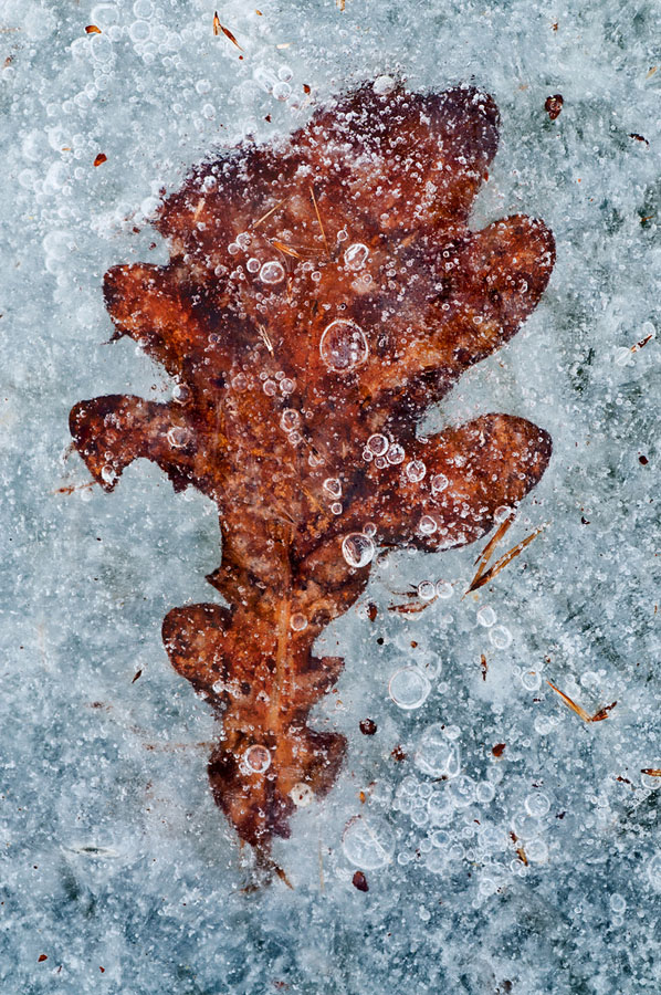 Leaf in ice...