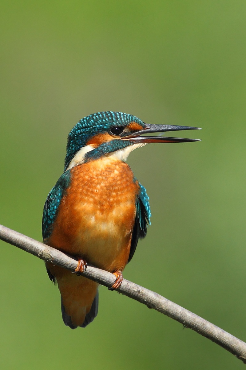 Kingfisher...