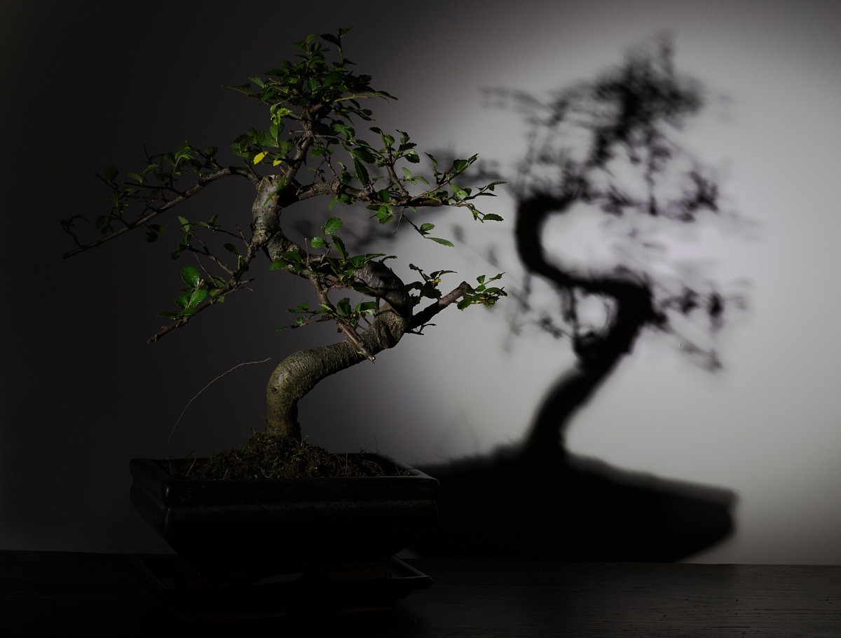 Un ombra di bonsai in light painting....