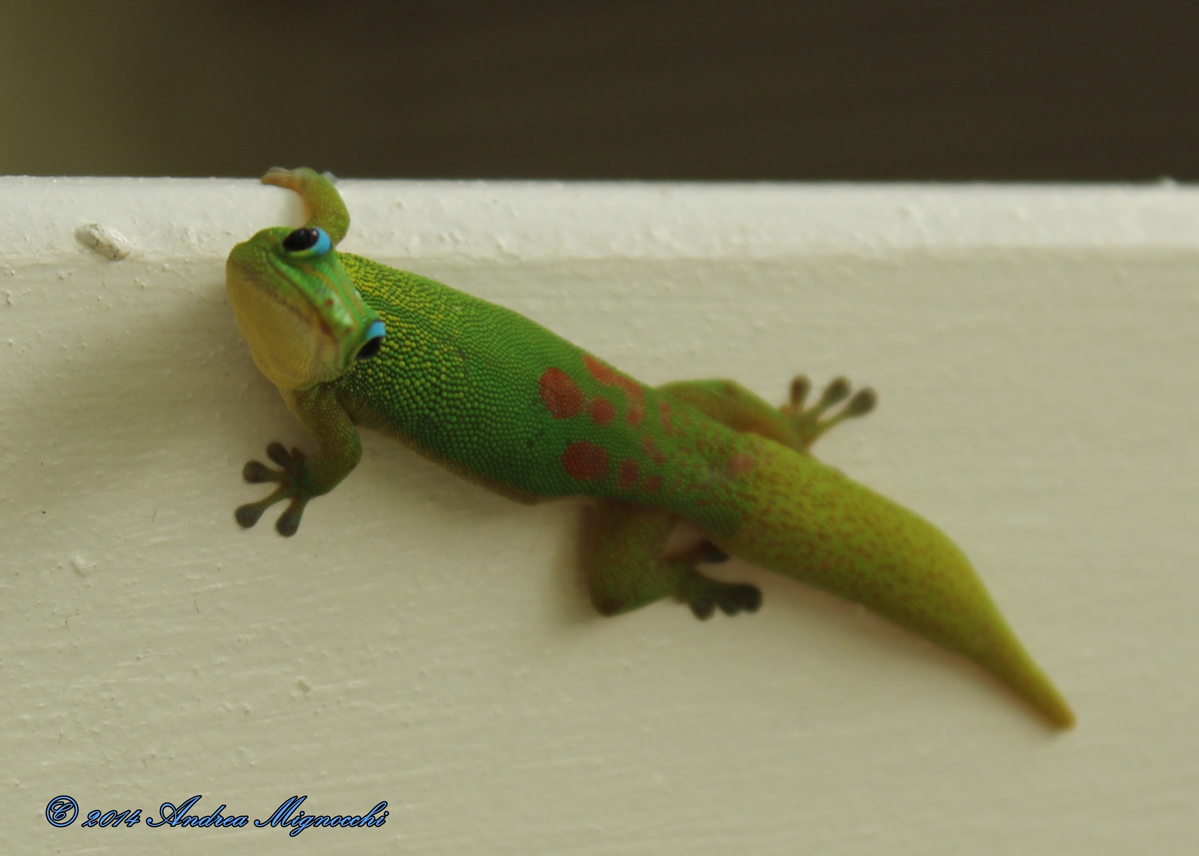 Gecko...