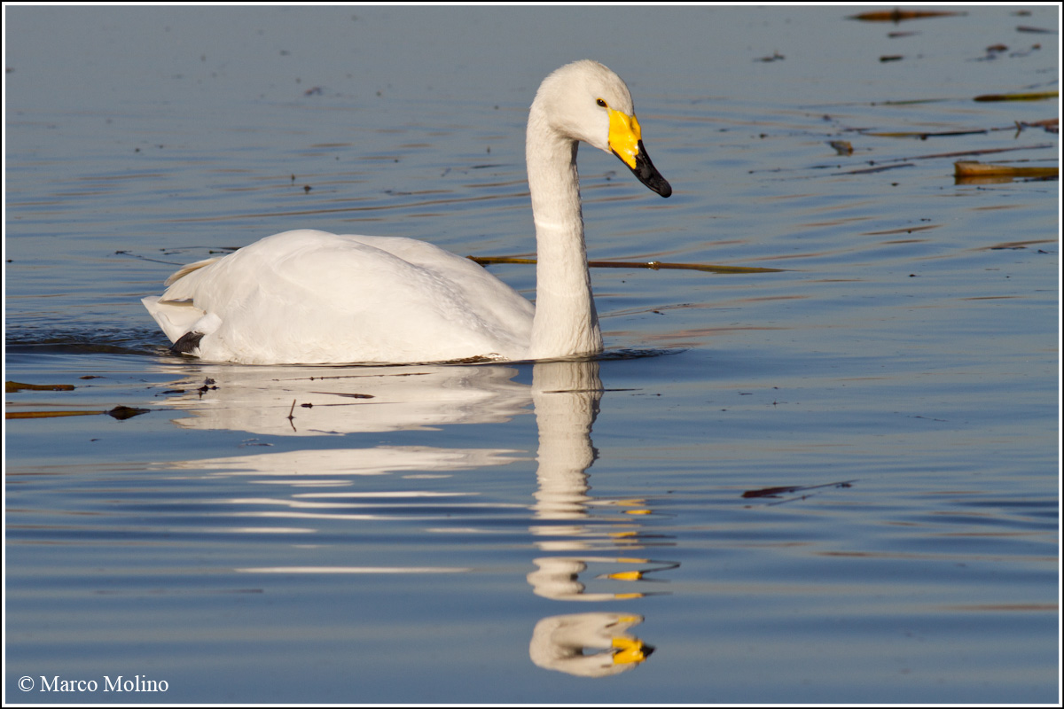 Cygnus cygnus - Whooper Swan...