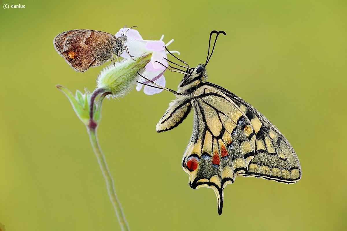 Papilio machaon in the company...