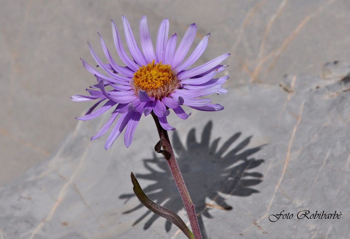 Aster alpinus......