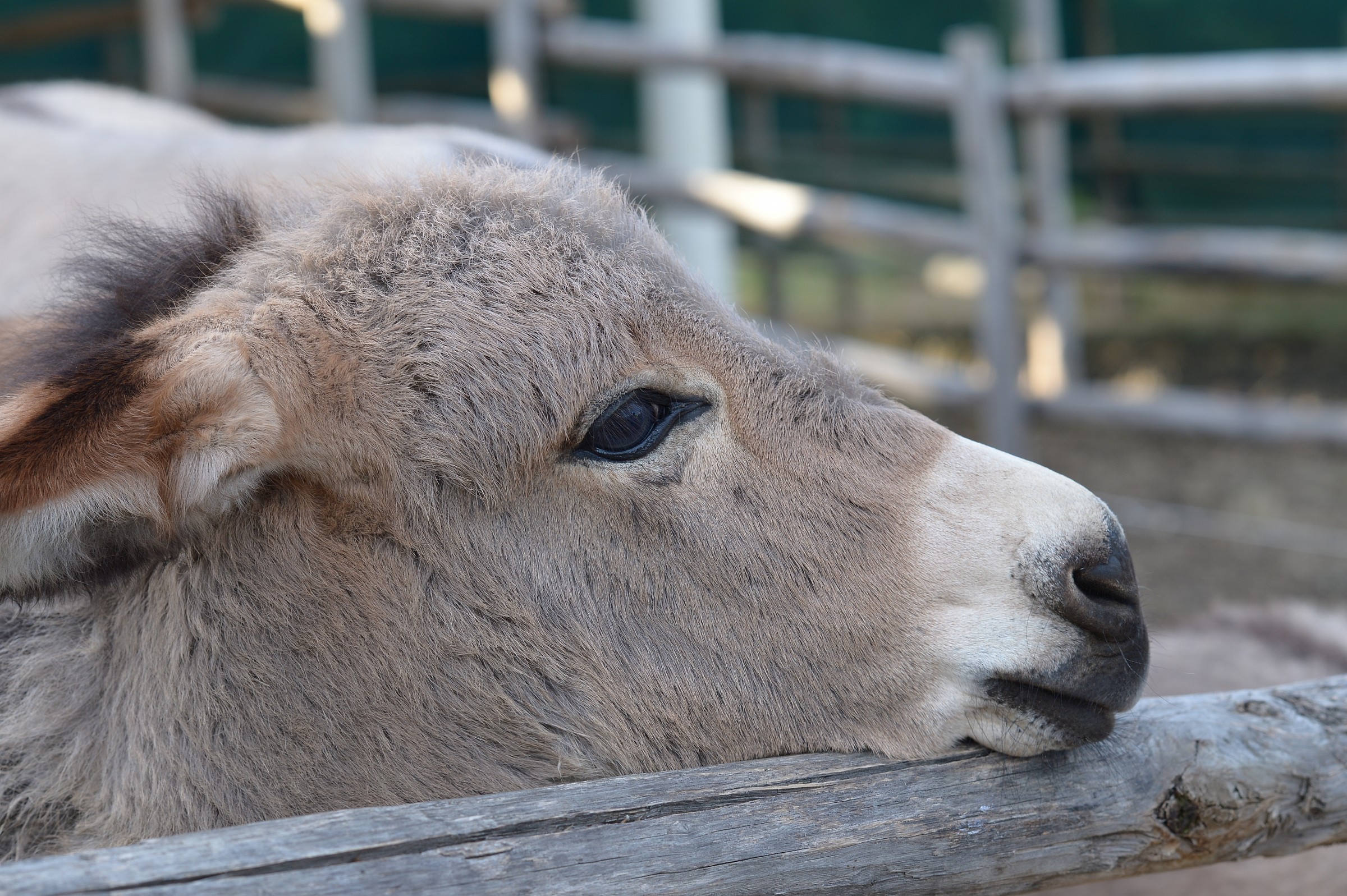 Come sono dolce......