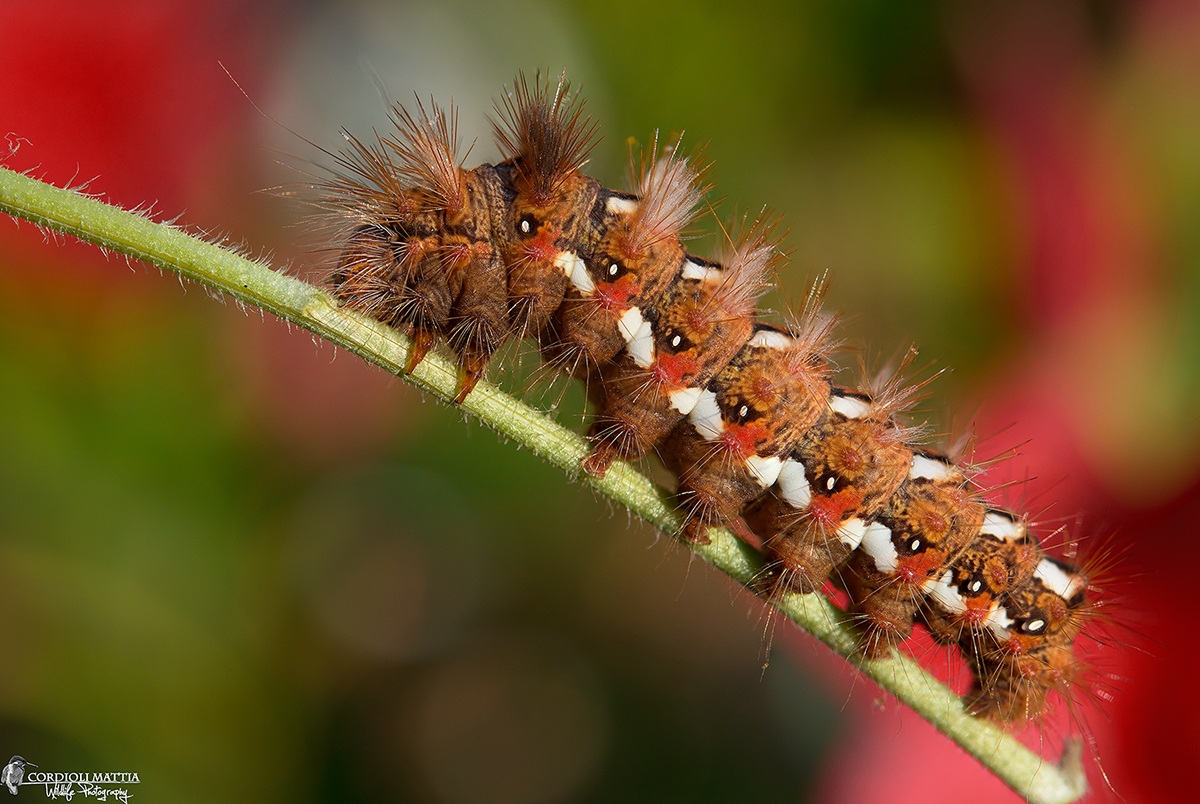 The spines of the caterpillar .......
