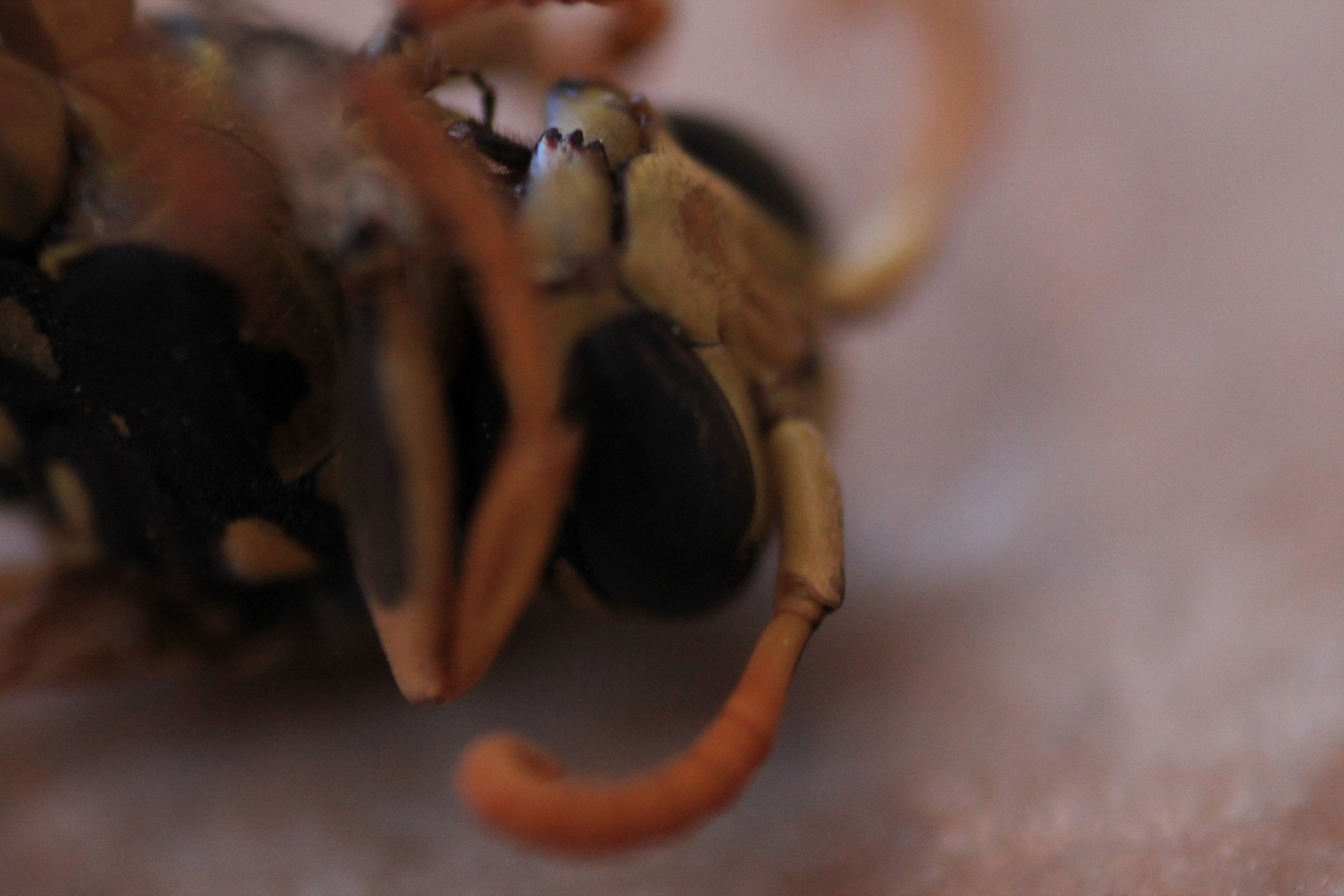 first experiment with macro reverse lens :(...