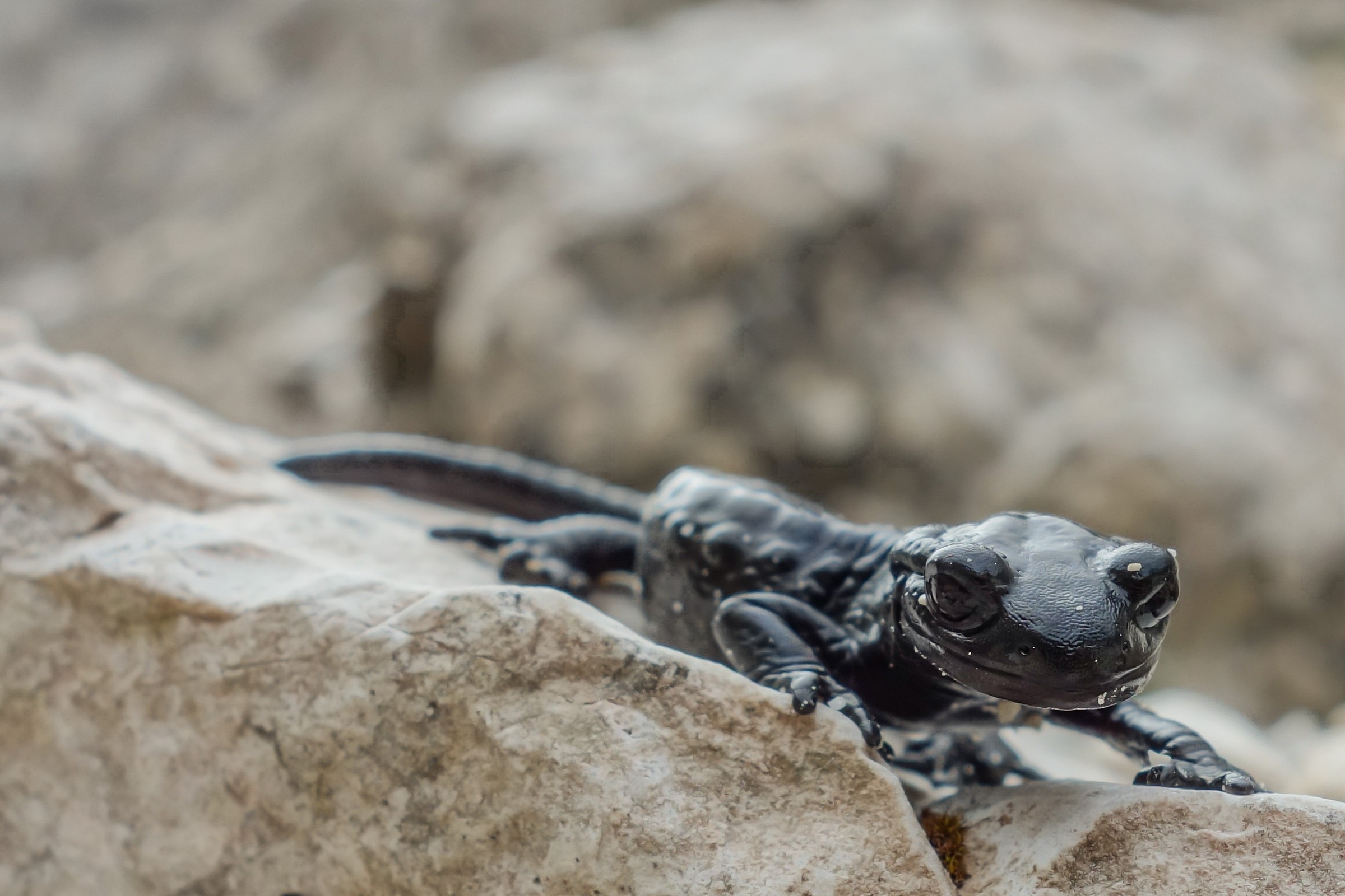 The ambush-Salamandra Black Alpina...