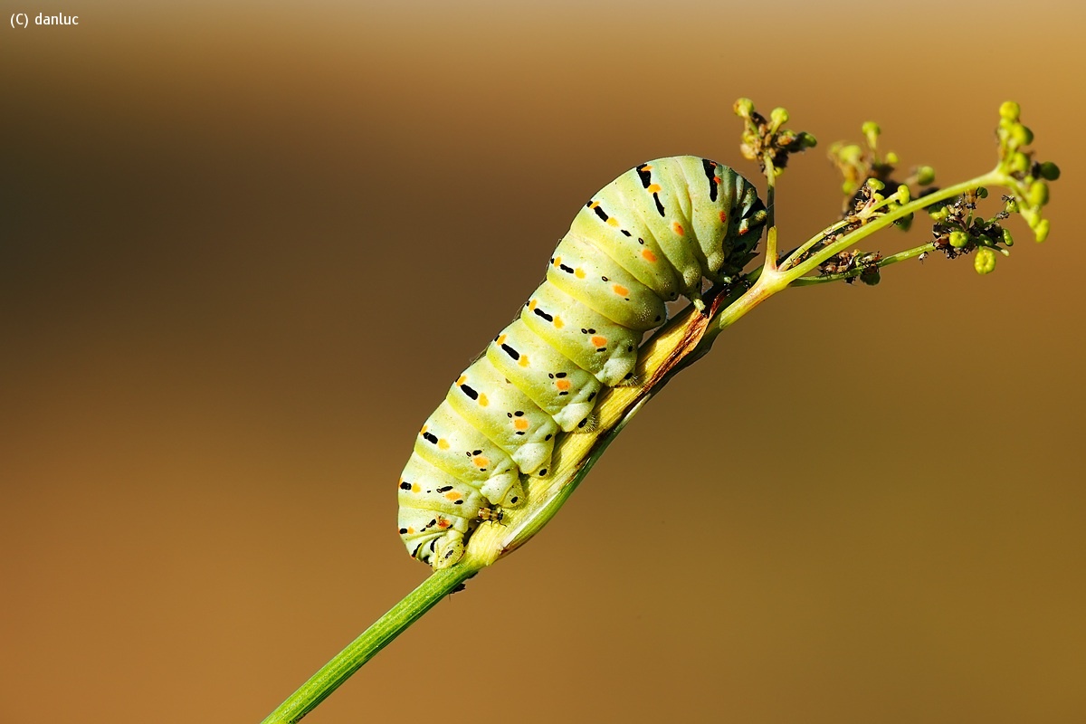 Swallowtail caterpillar in the company of small aphids...