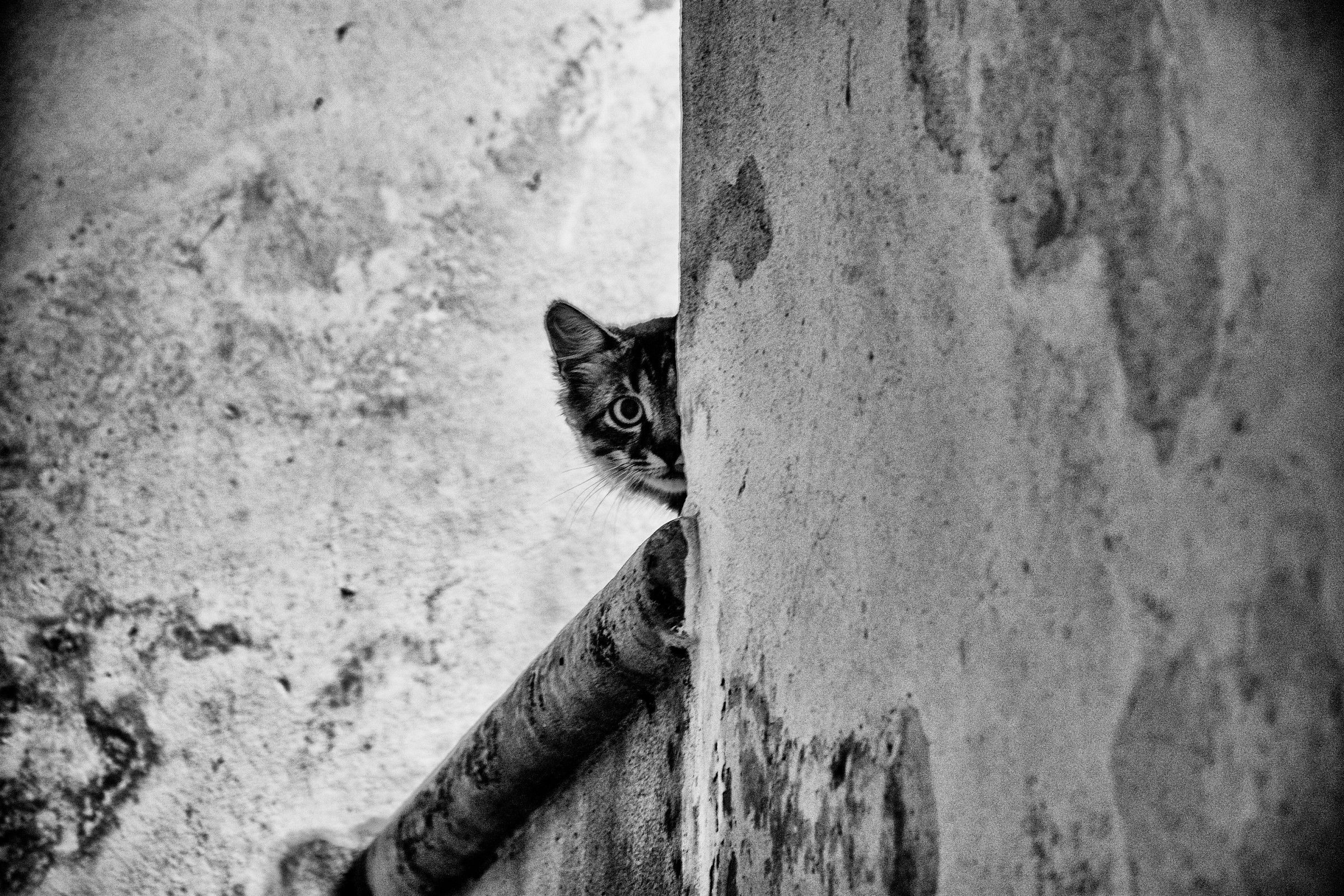 Gattino curioso...