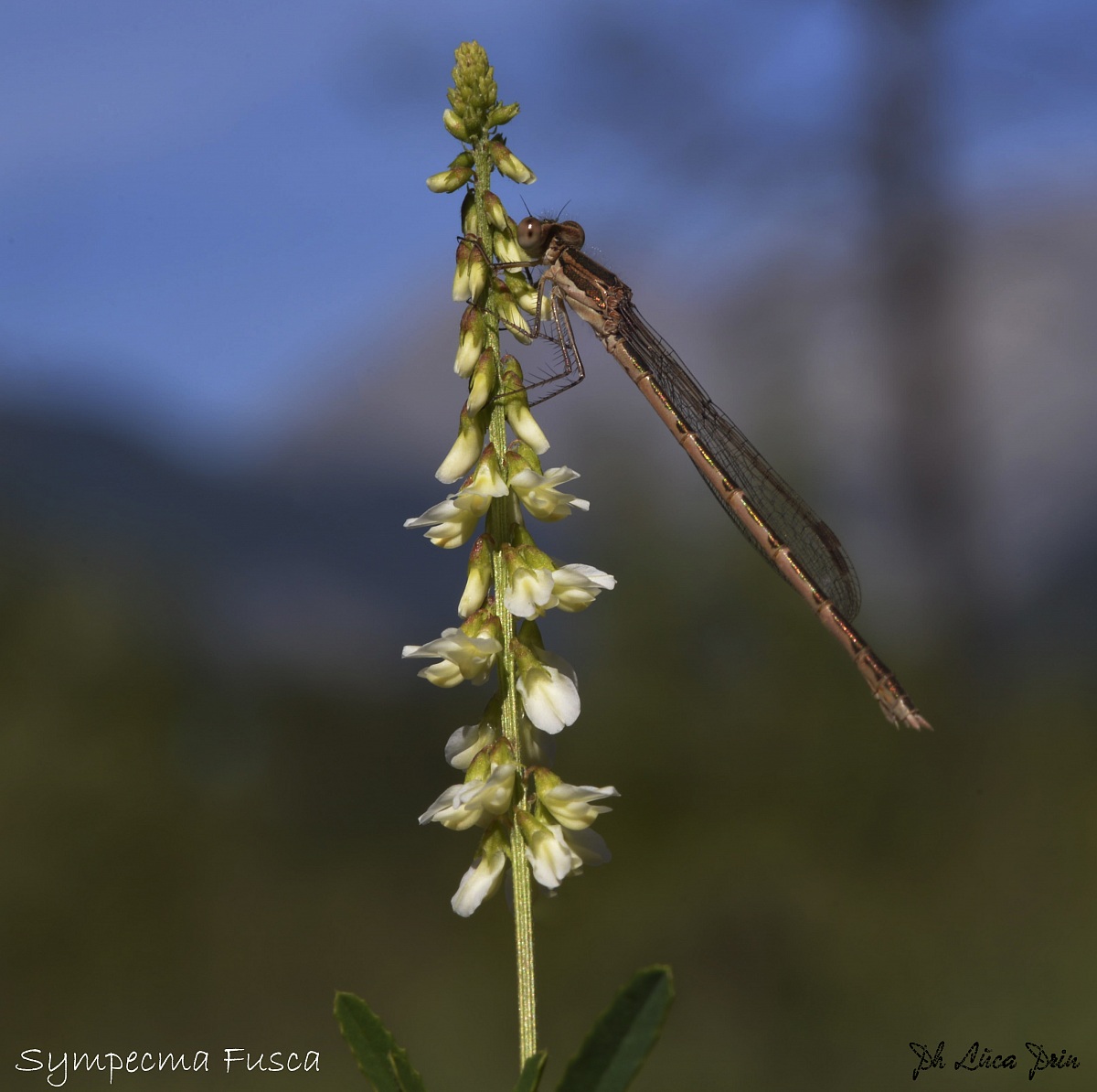 Sympecma Fusca...