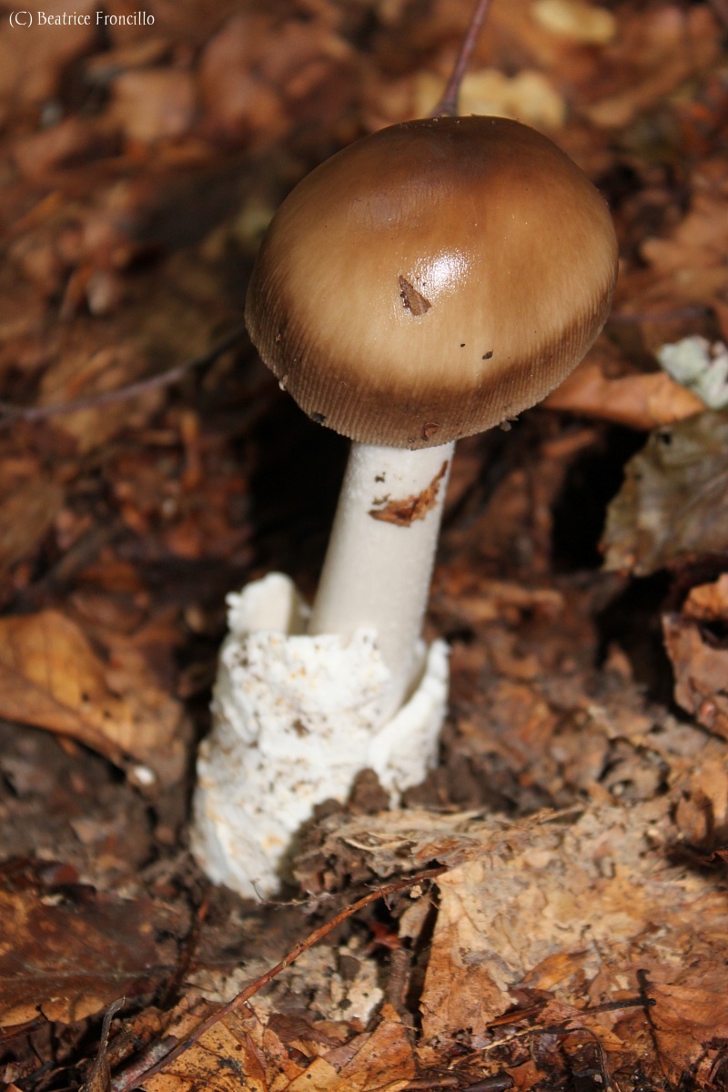 Mushrooms...