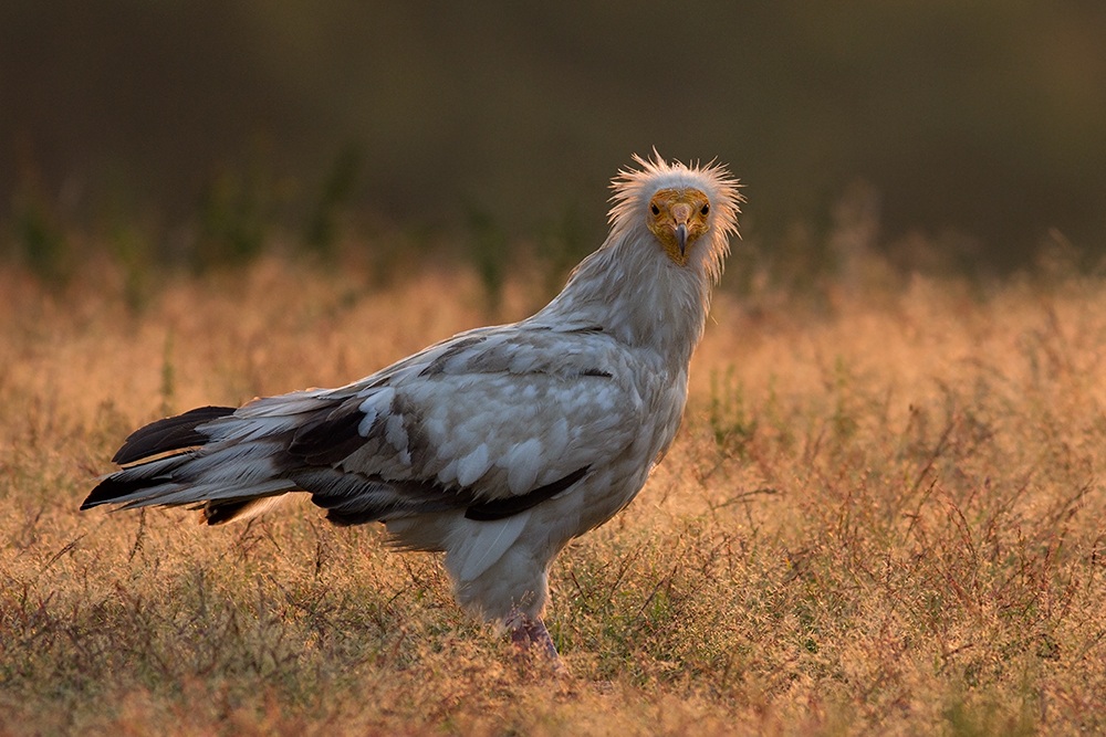 Egyptian Vulture...