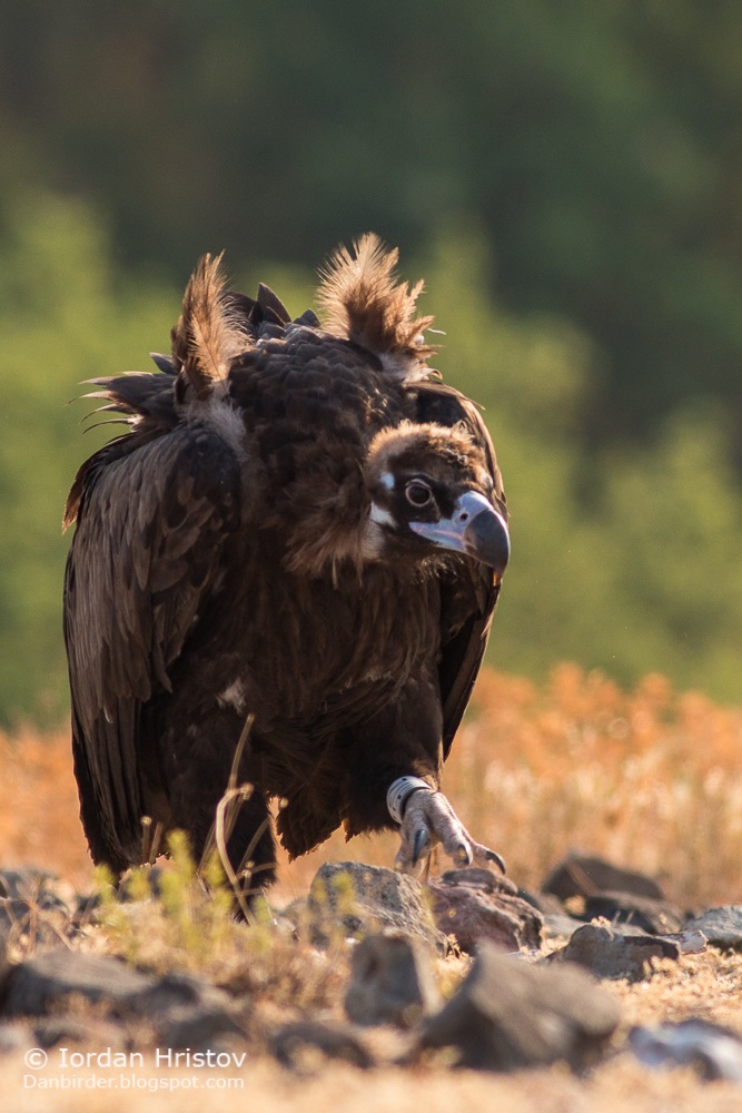Black Vulture...