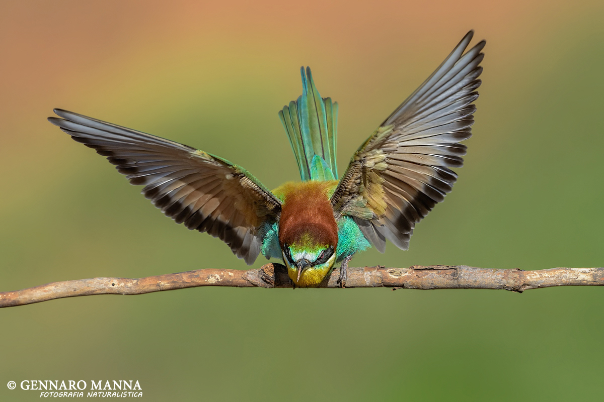 Bee-Eater in starting...