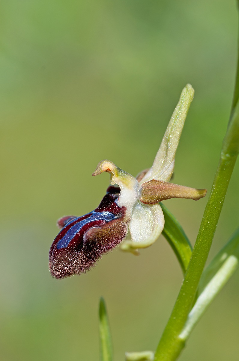 Ophrys incubacea...