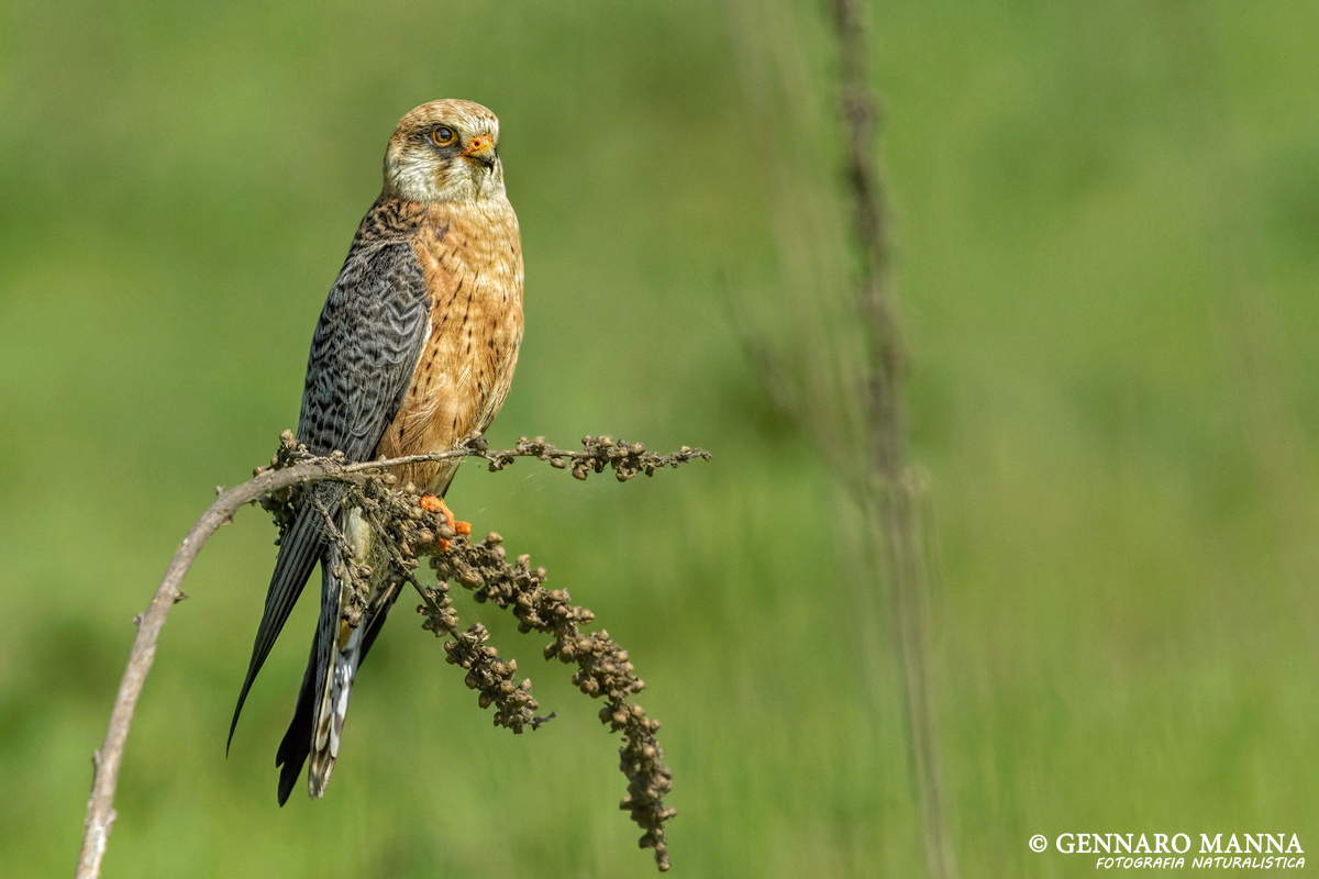 Female Red-footed Falcon...