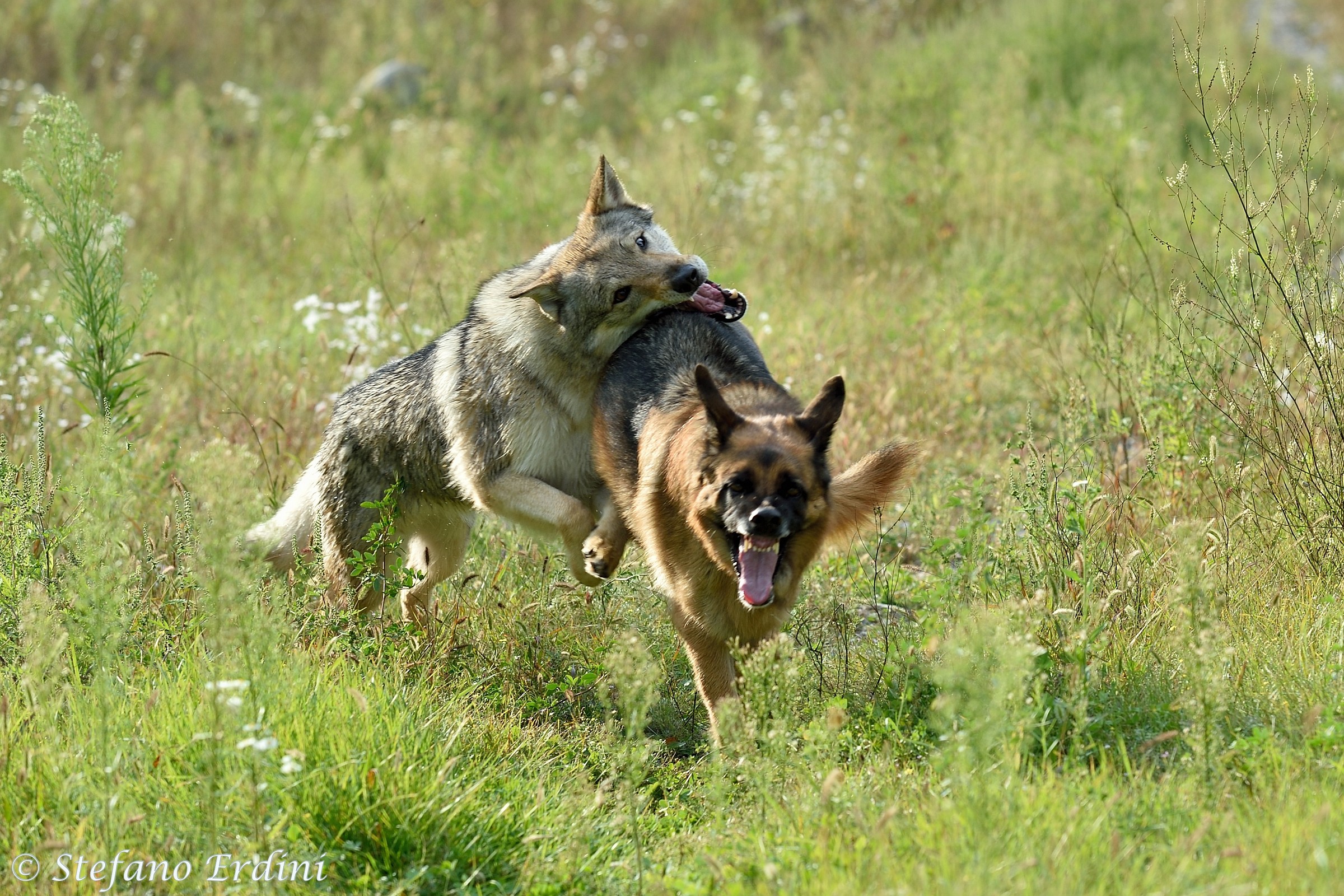 Tessa e Yuma corse sfrenate...