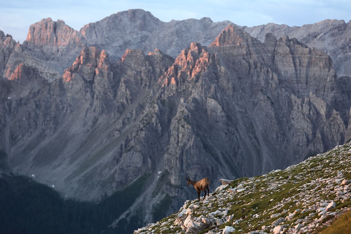 The King of the Dolomites...