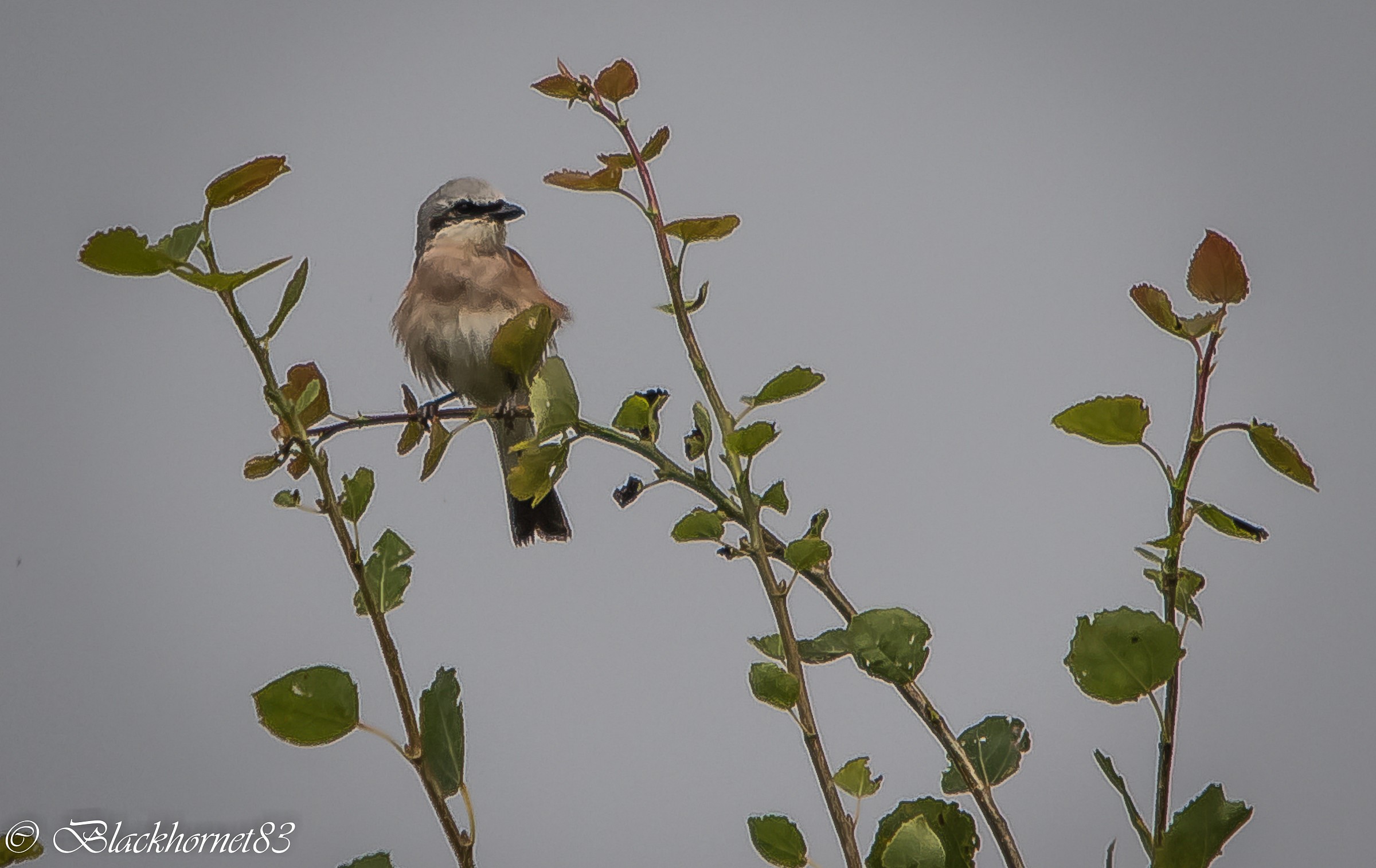 A beautiful Val d'Aosta Shrike...