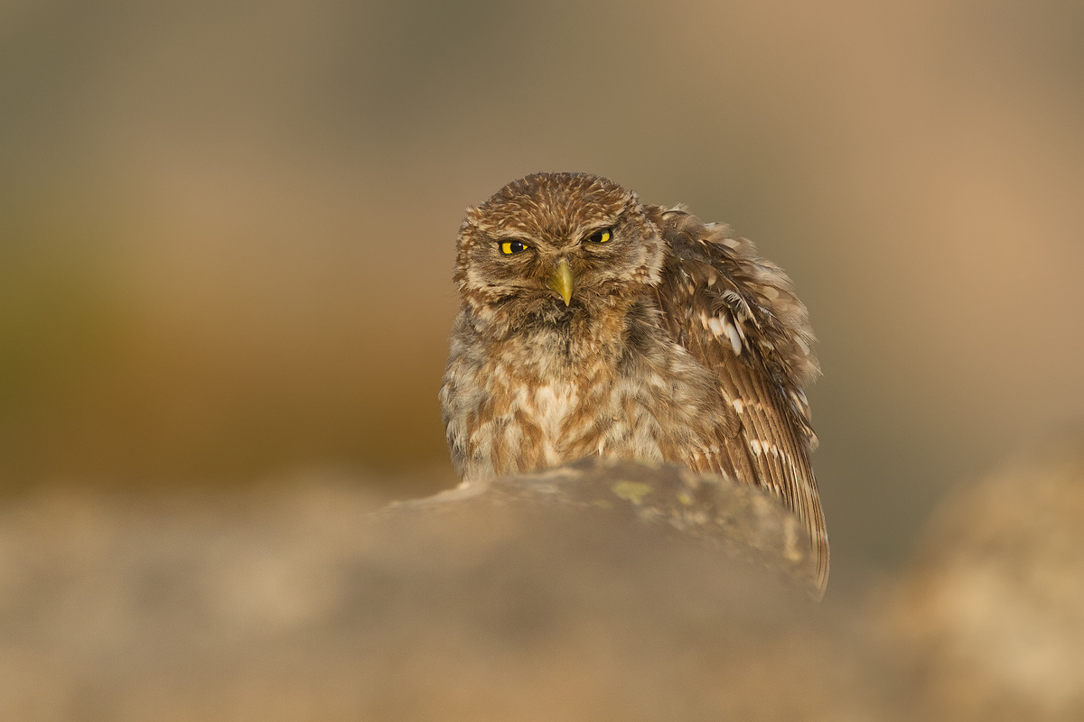 owl Sardinian...