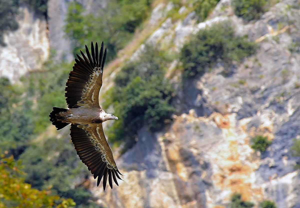 Griffon Vulture in flight...